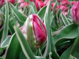 Keukenhof (34)
